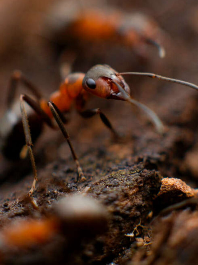 7 Fascinating Facts About Ants: The Tiny Titans of Our Planet